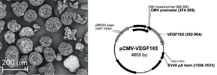 advantages-gystograft-1v2.jpg